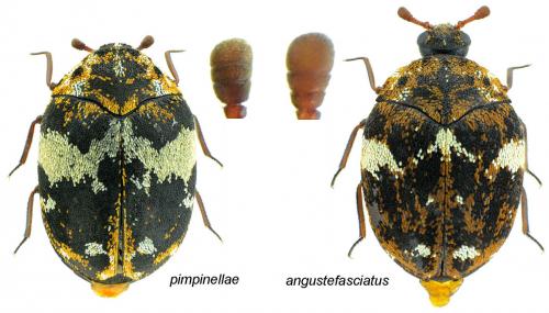 Anthrenus divers